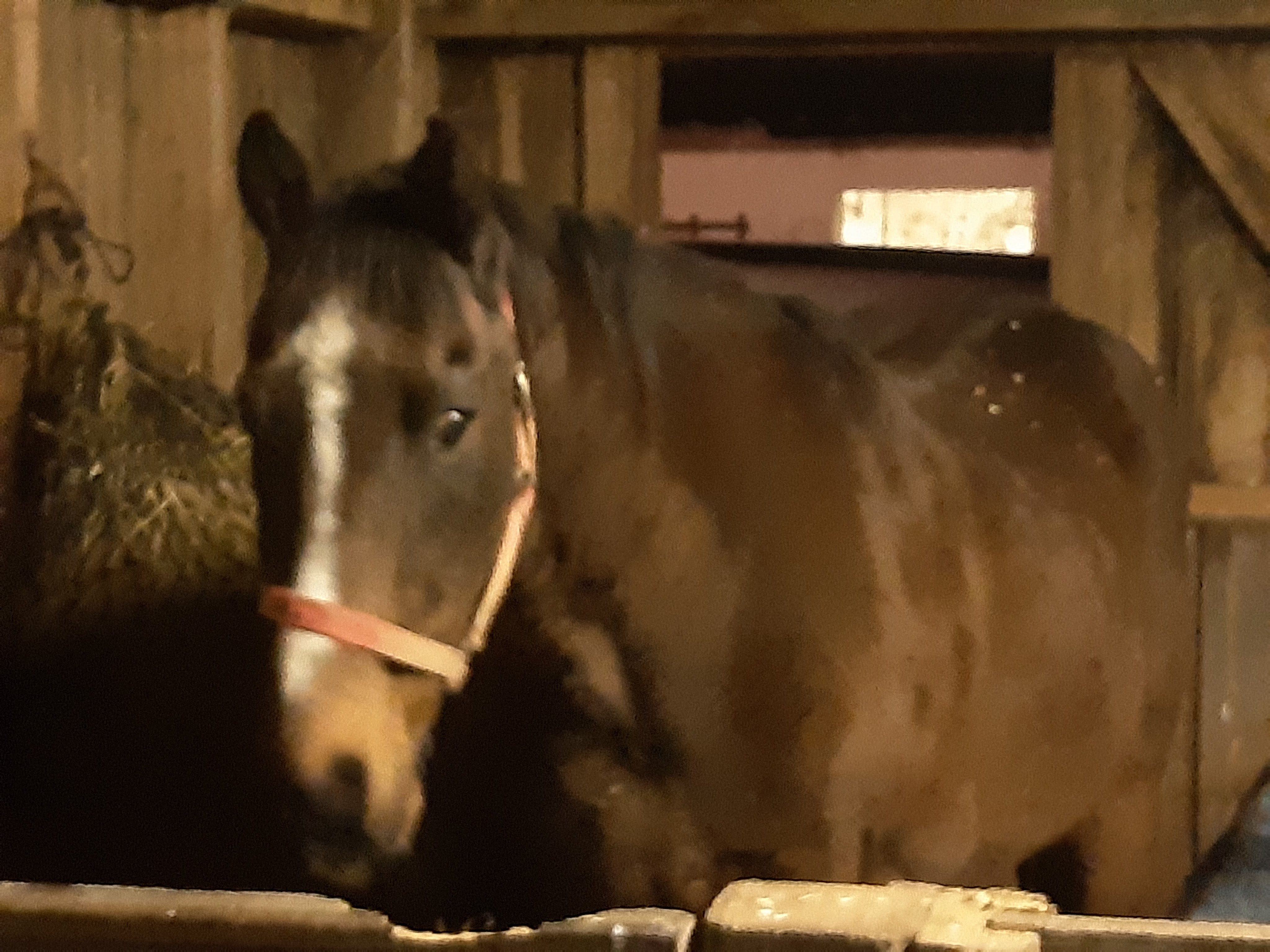 Hmmm, is this a new groom?