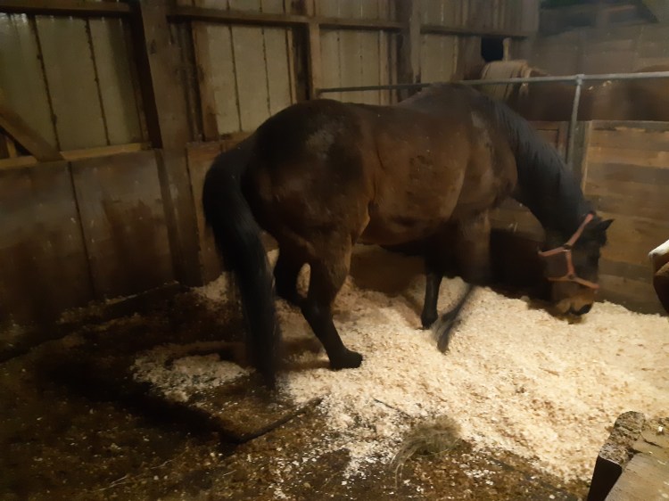 Seems ok, my knees are weak