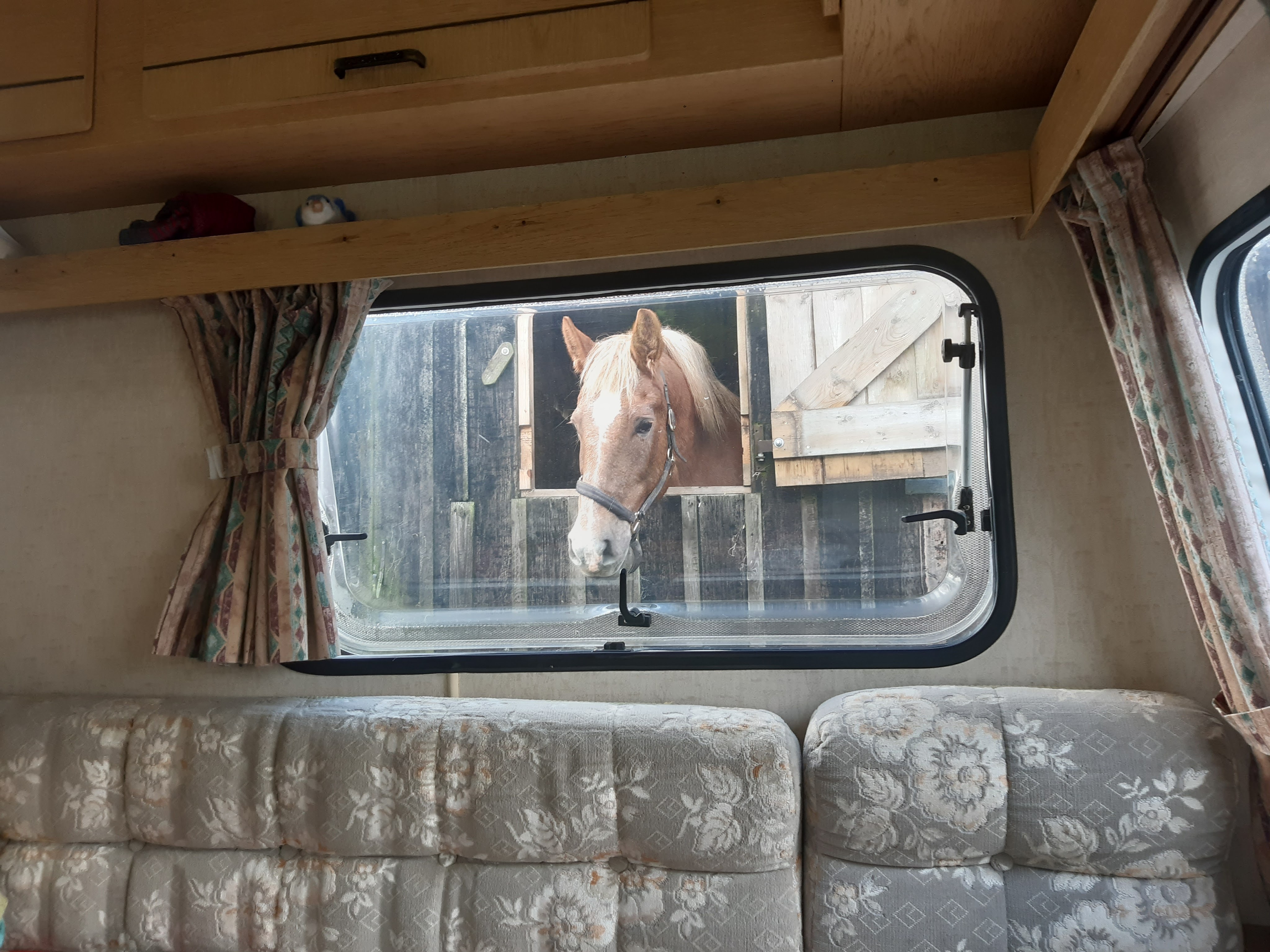 Any carrots? Apples? A pat on the nose?